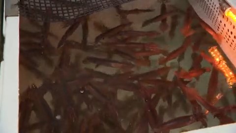 とれたスルメイカ