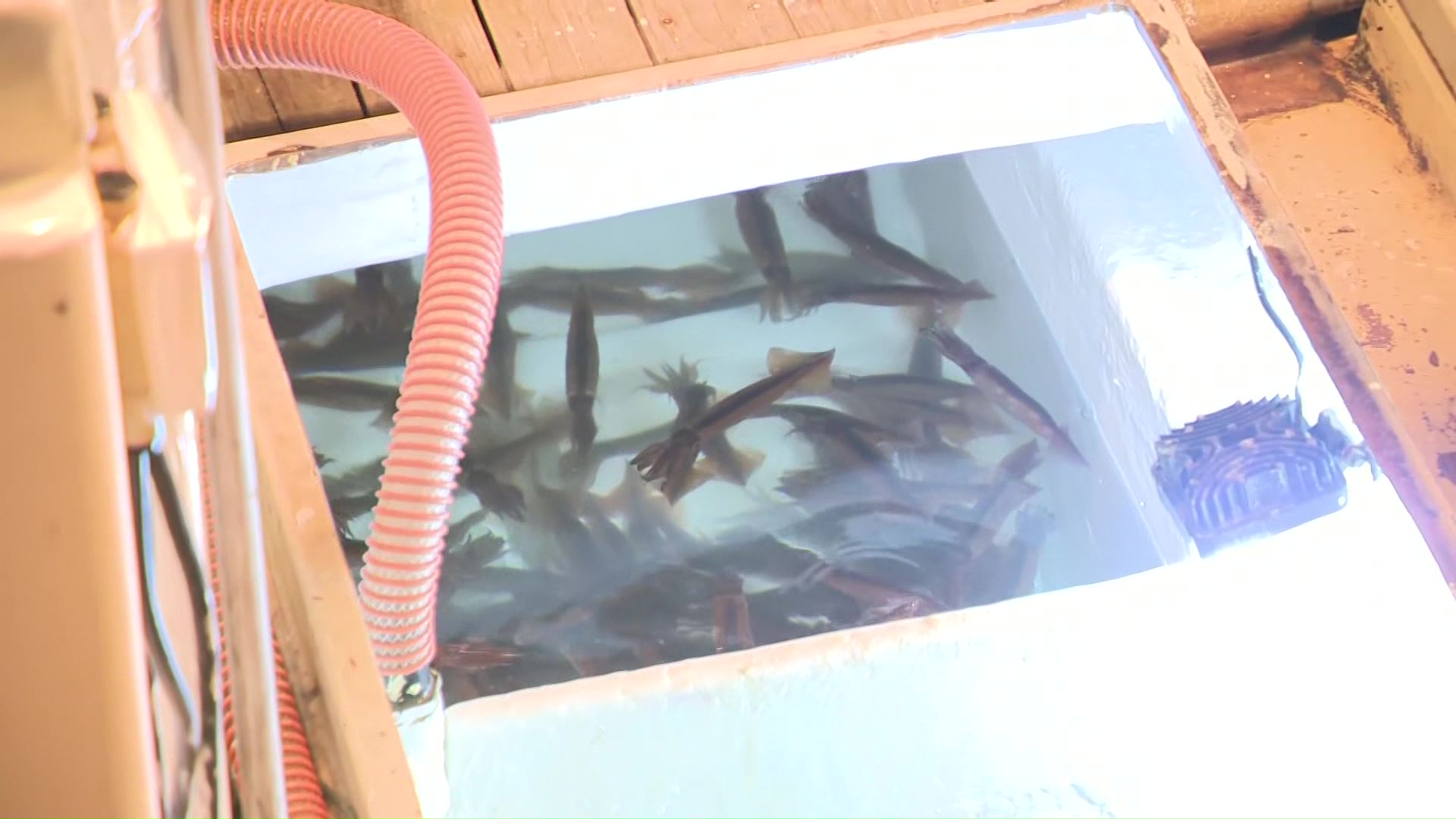 獲れたのは約345キロ