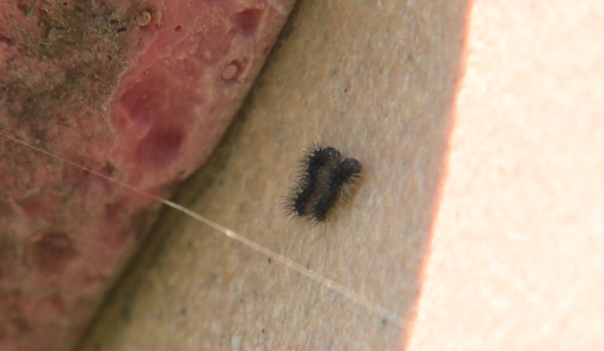 公園の遊具に発生したマイマイガの幼虫