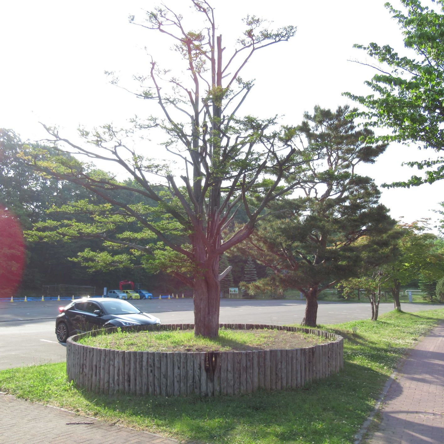 花壇周辺の様子(提供:清田区役所)