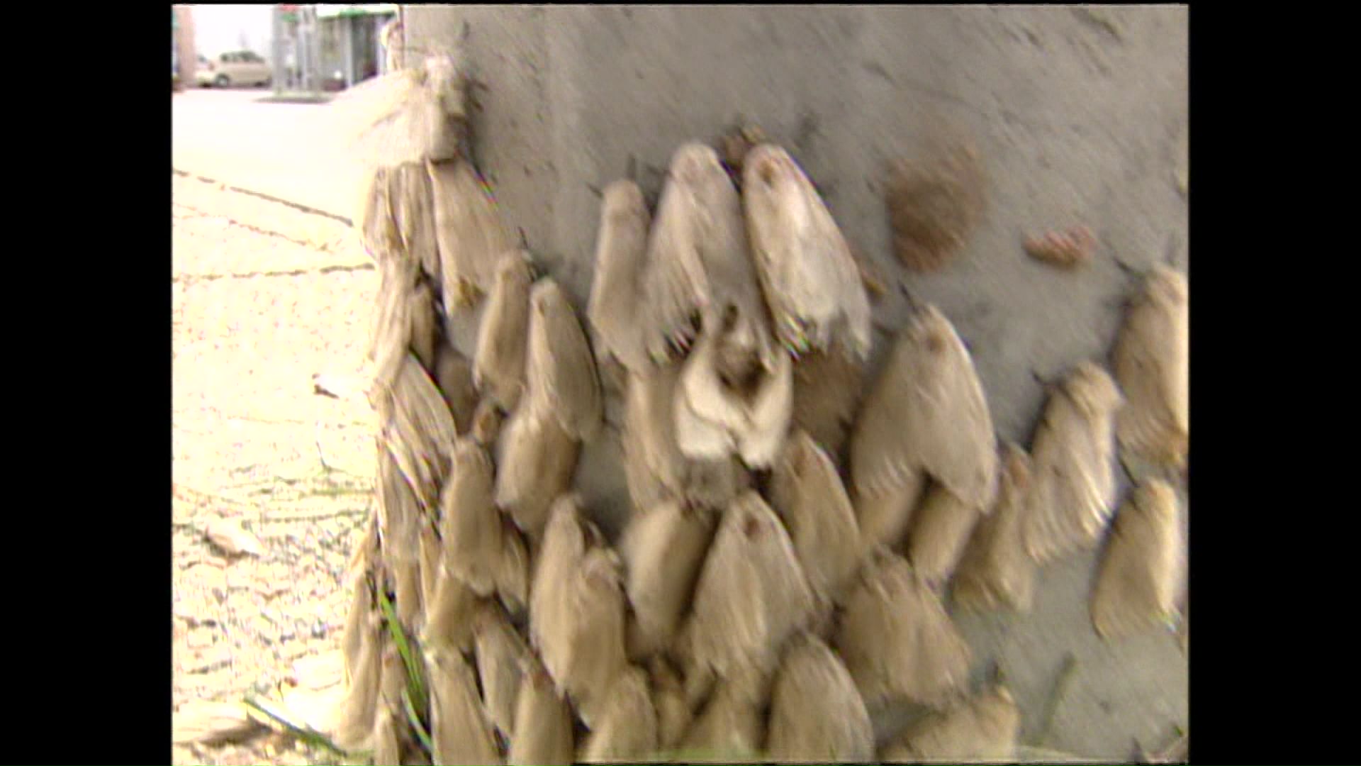 7月下旬には成虫の姿に