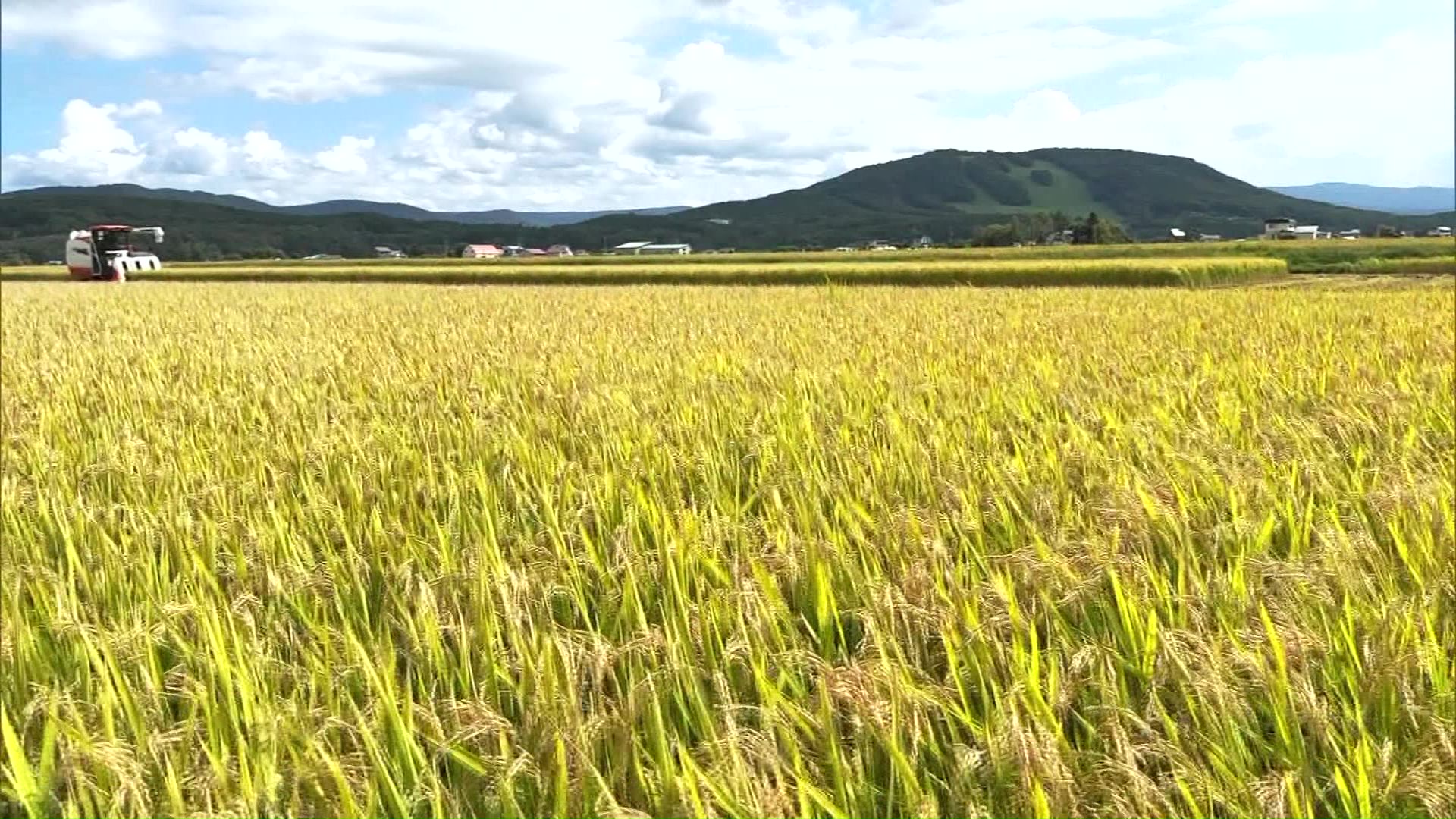 コメ作りには量と質の両面をみる難しさが