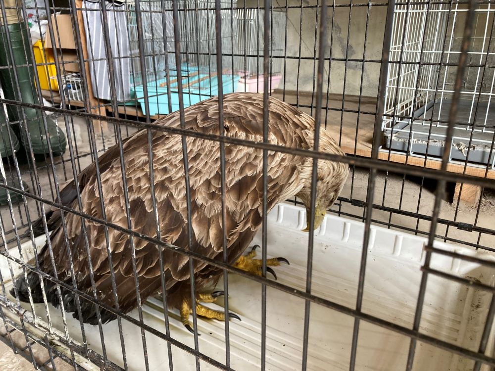 保護された当時のオジロワシ(環境省撮影)