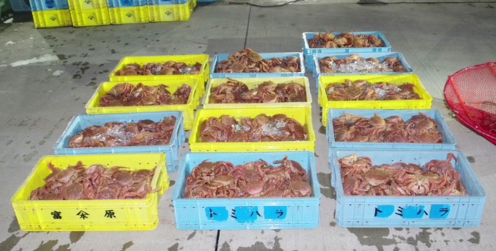 密漁された毛ガニ(提供:函館海上保安部)