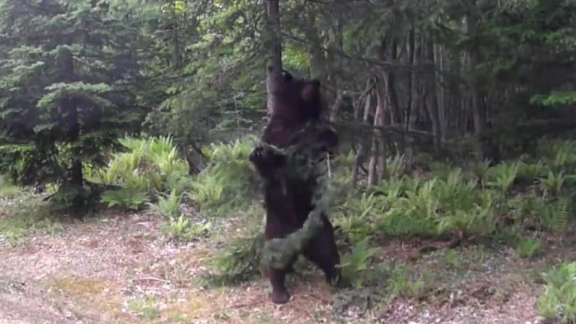 「背こすり」を行うクマ(提供:北海道大学 苫小牧研究林)