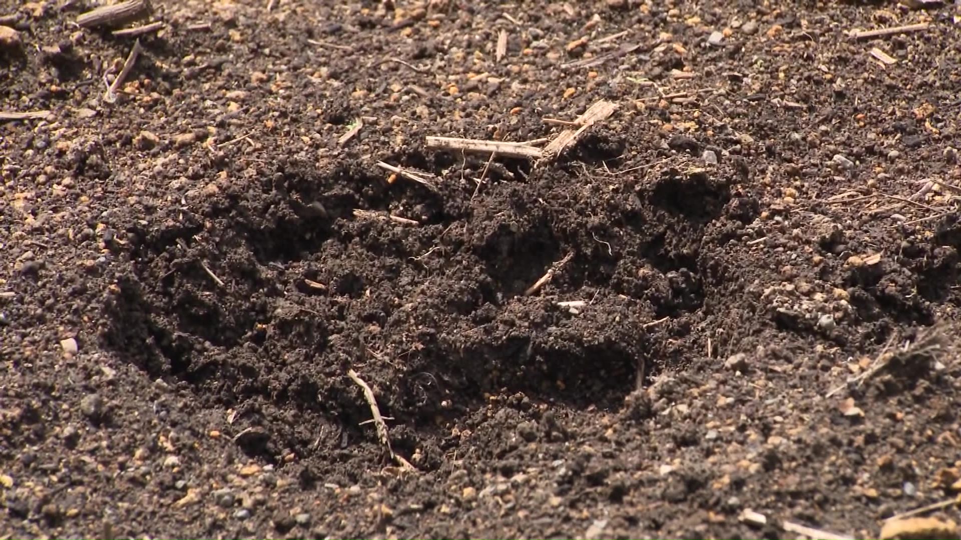 住宅街の畑にクマの足跡