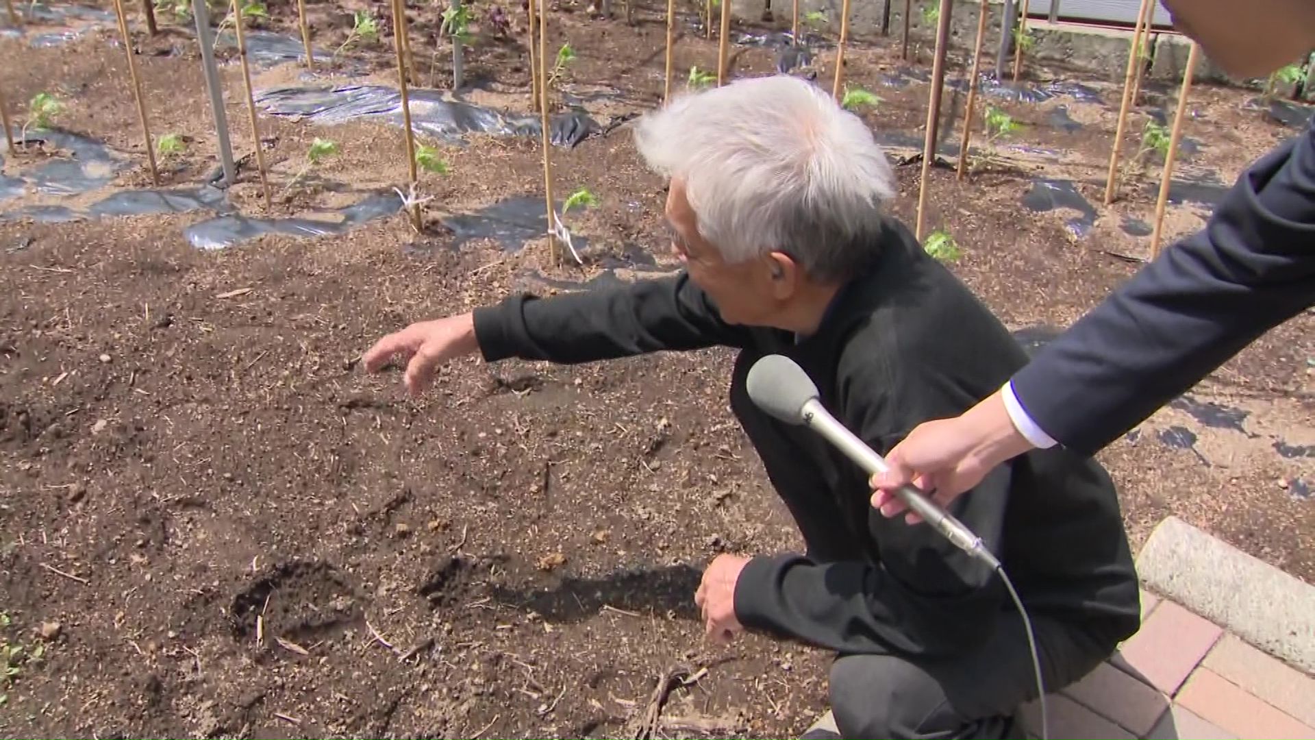 見つかったクマの足跡は幅19センチほど