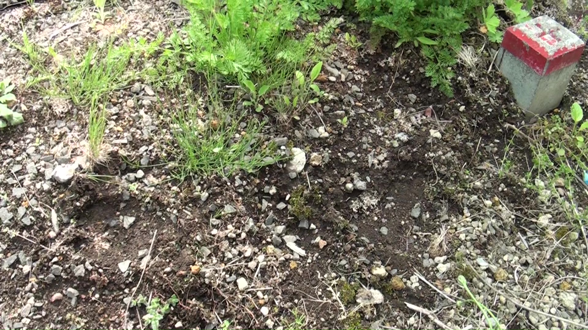 付近の住宅裏にもクマの足跡とみられるものが