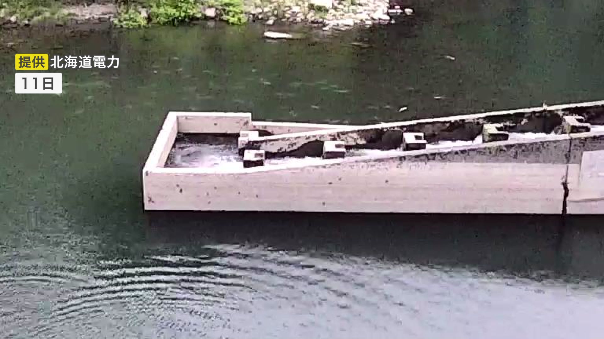 大量死したサクラマス(提供:北海道電力)