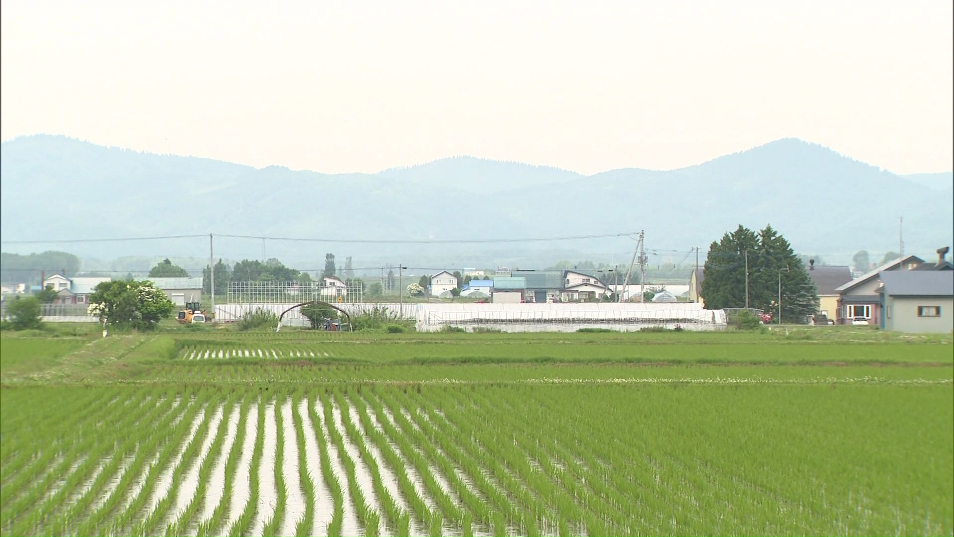 雪の残る3月にいわゆる「青田買い」が―
