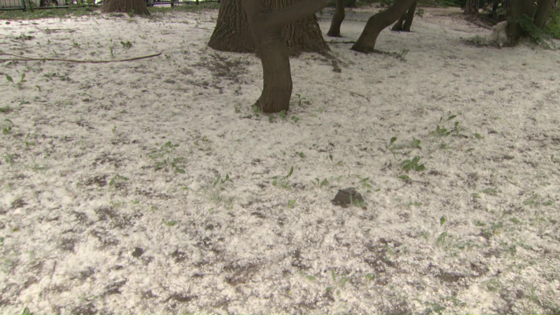 雪のように積もったポプラの綿毛
