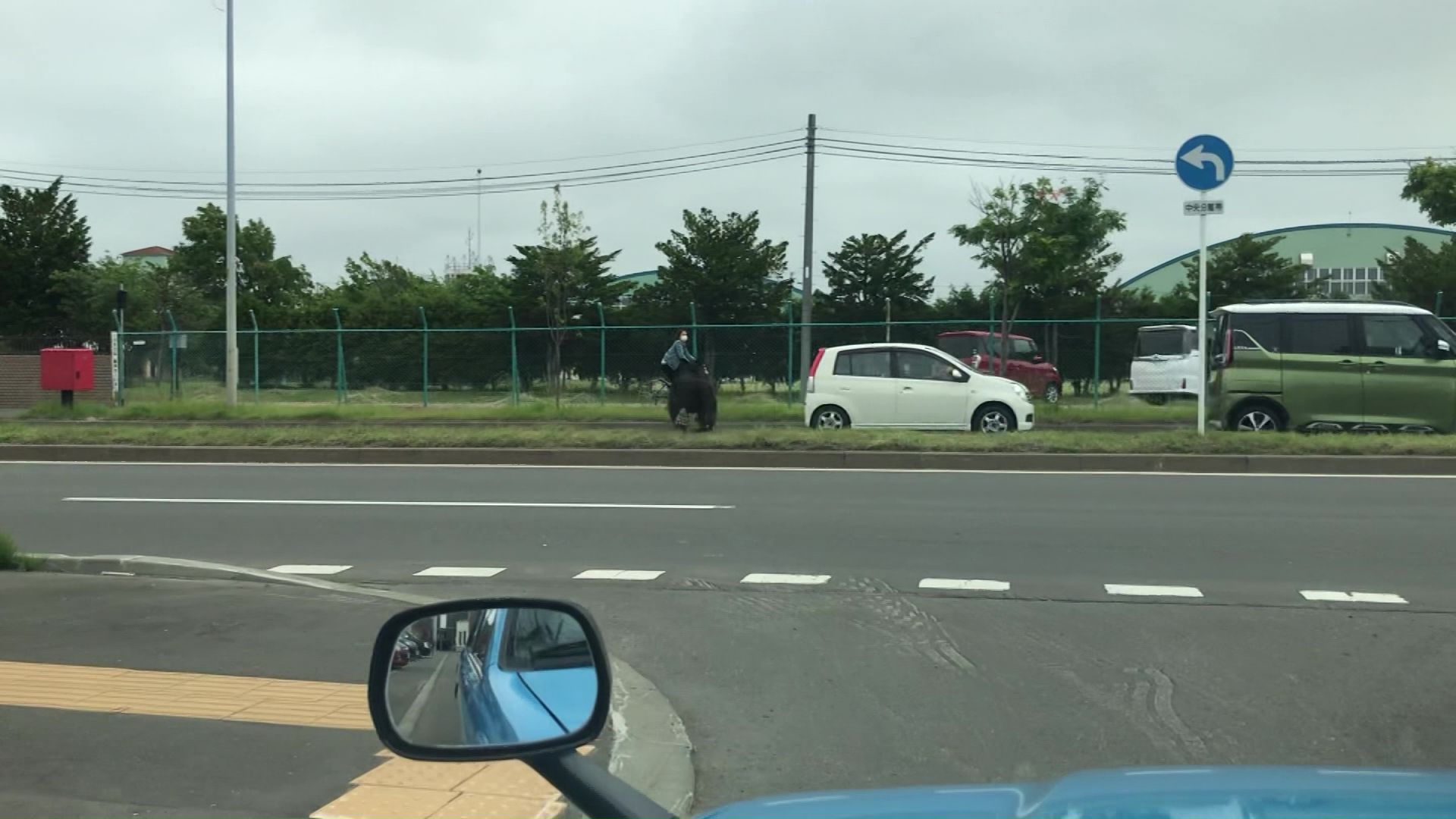住宅街の道路を横切るクマ
