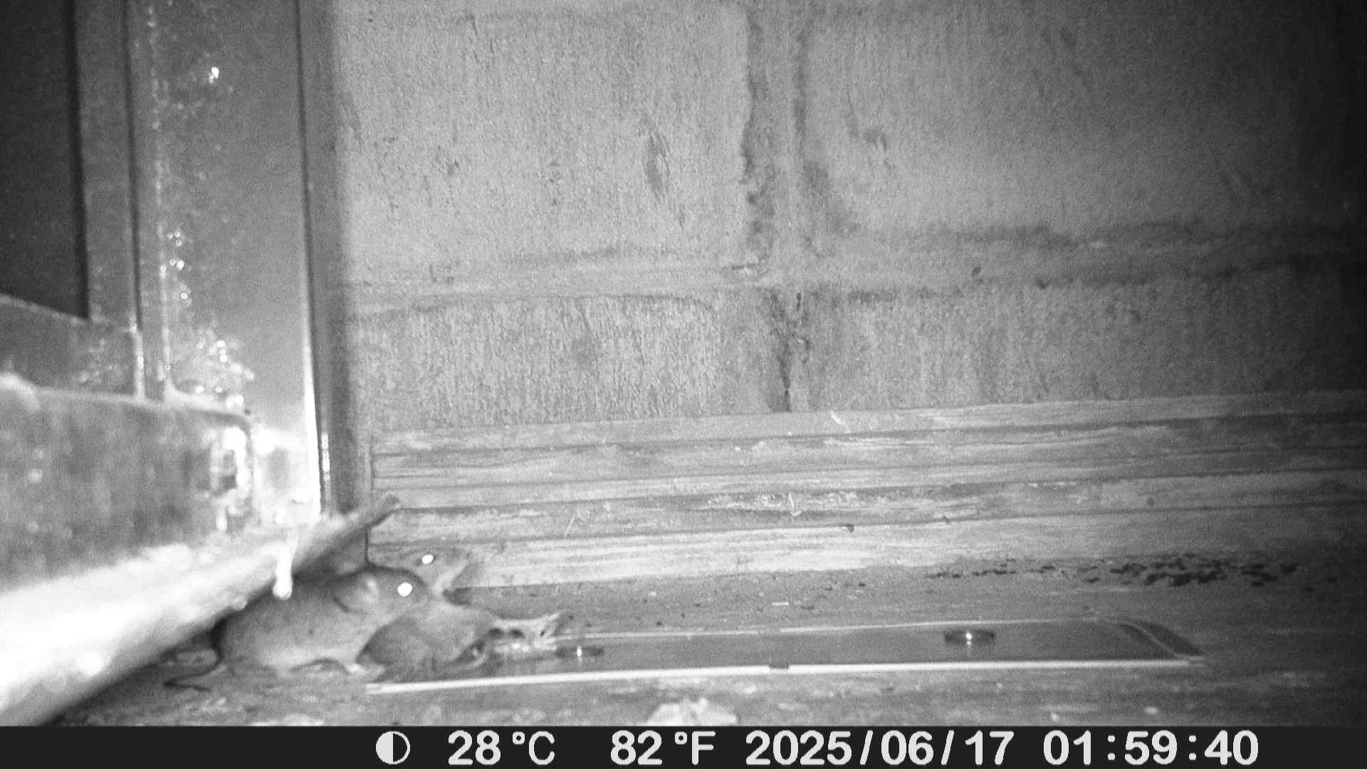 ネズミ捕りにくっついたネズミを見に来る様子も