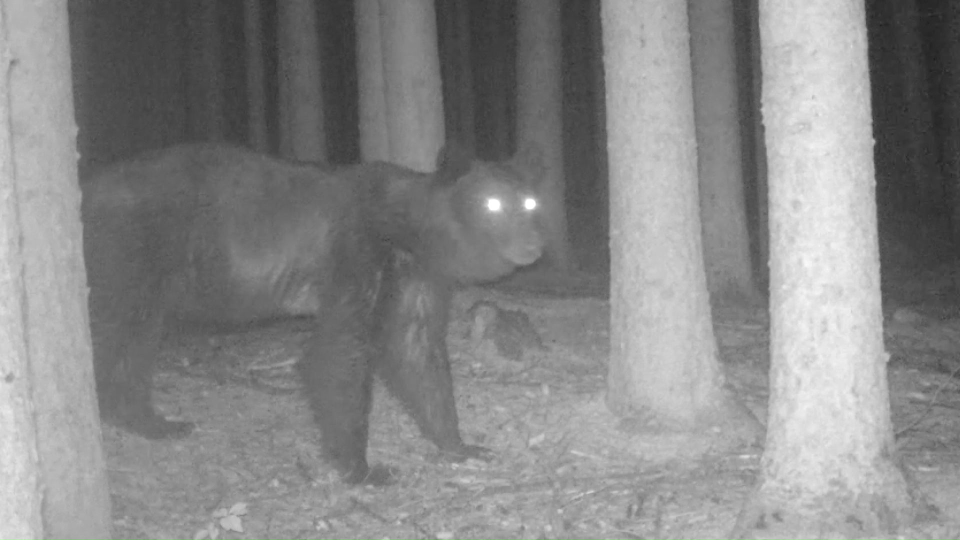 のそのそと歩くクマ(提供:森林総合研究所北海道支所)