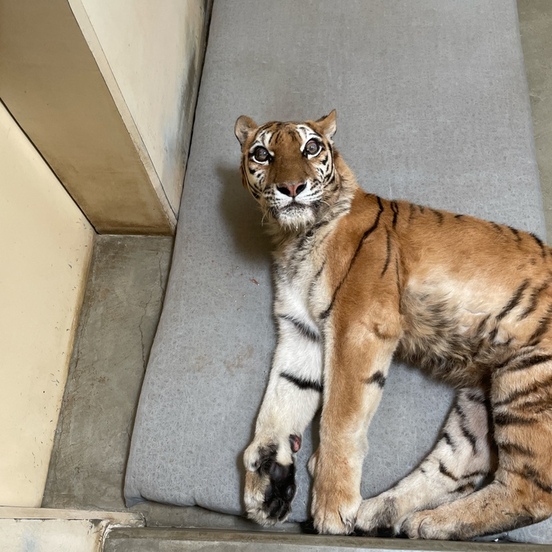 横になるココア(16日)提供:釧路市動物園