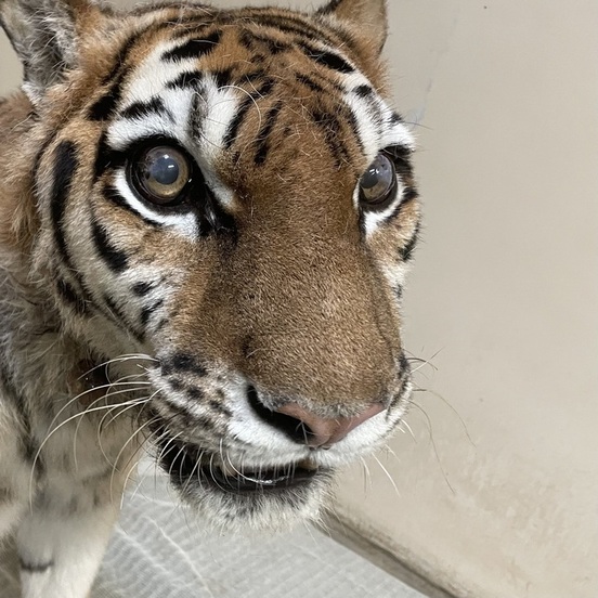 16日のココアの様子　提供：釧路市動物園