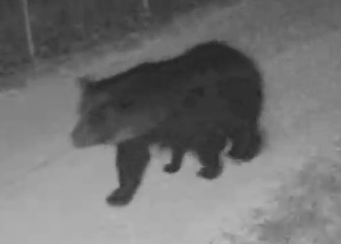 親グマまの背後には子グマが2頭　（提供：札幌市）