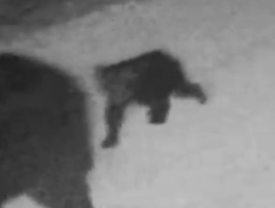 母グマのあとを追う子グマ（提供：札幌市）