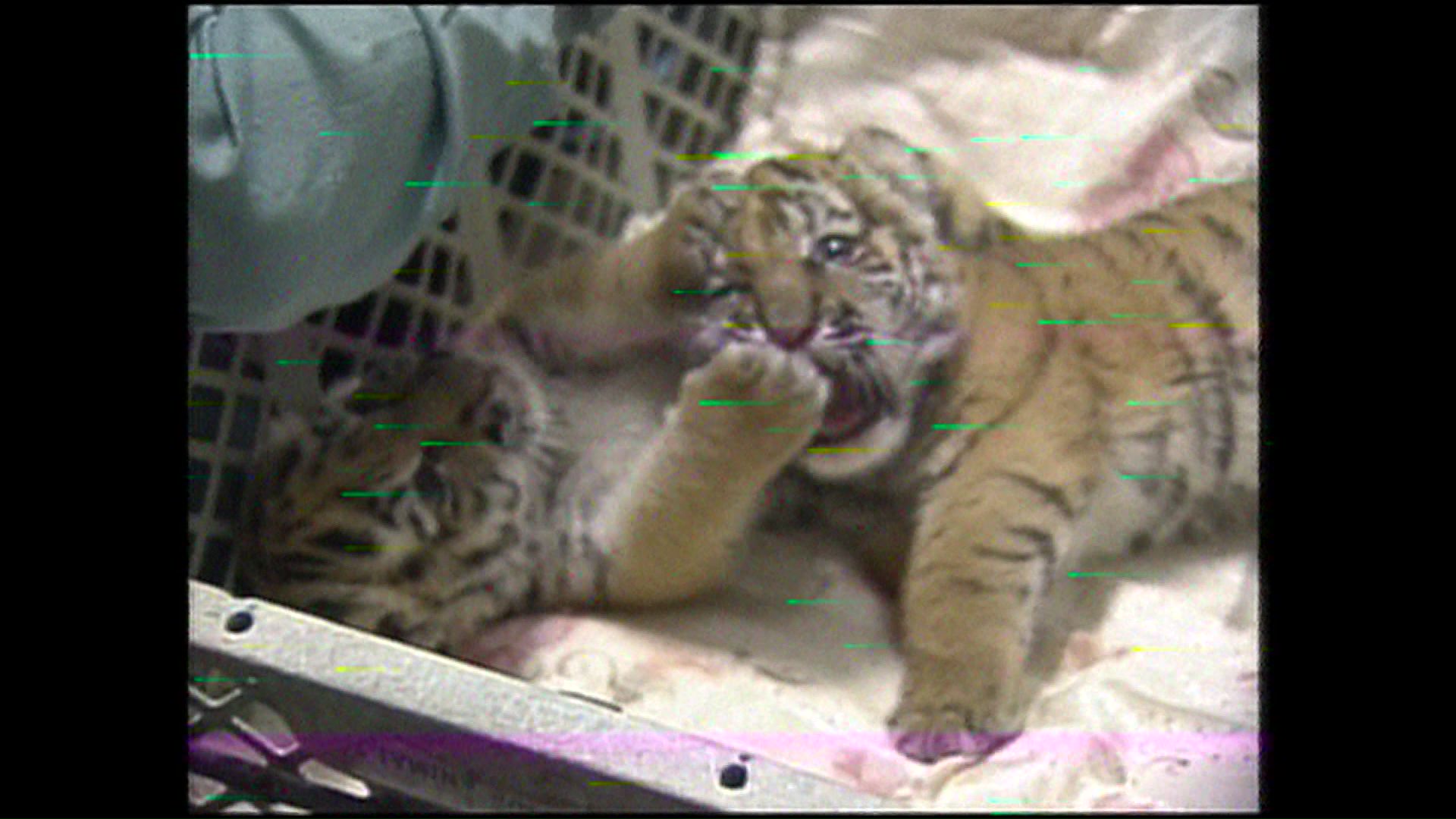 双子のタイガとじゃれあう姿