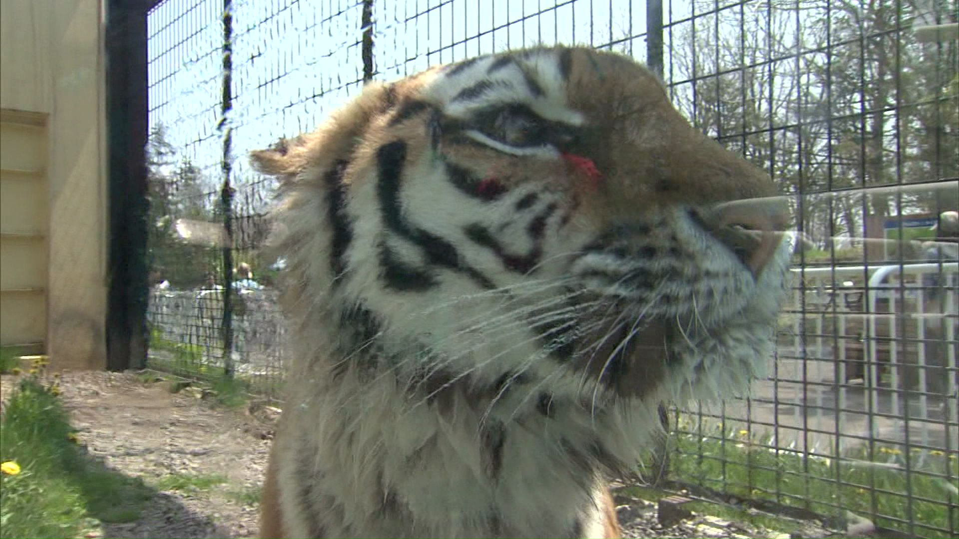 生前の「ココア」