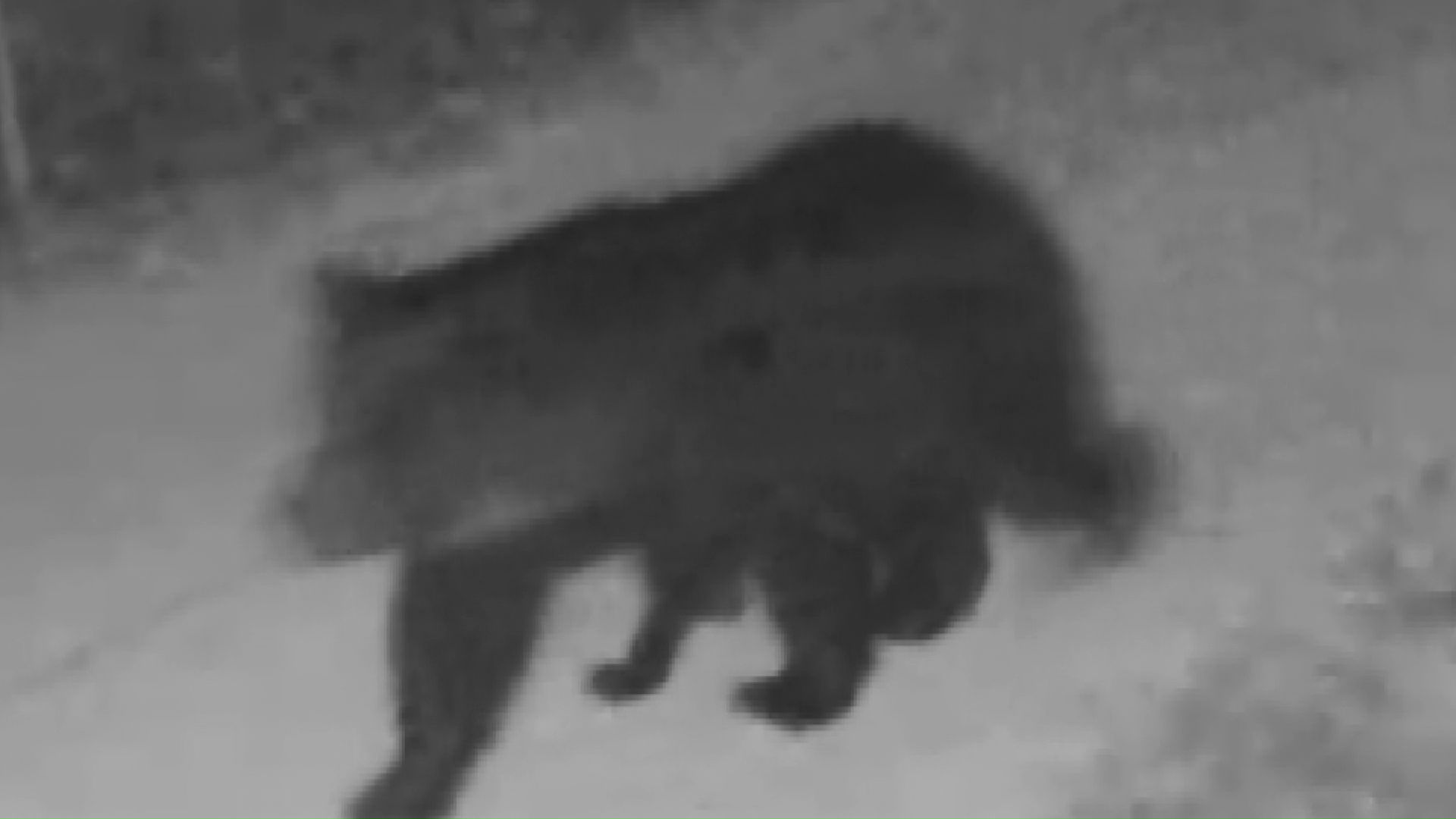 防犯カメラに映るクマ【提供】札幌市