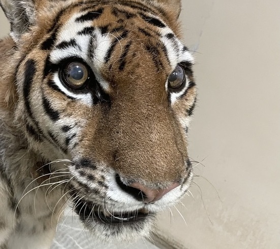 提供:釧路市動物園