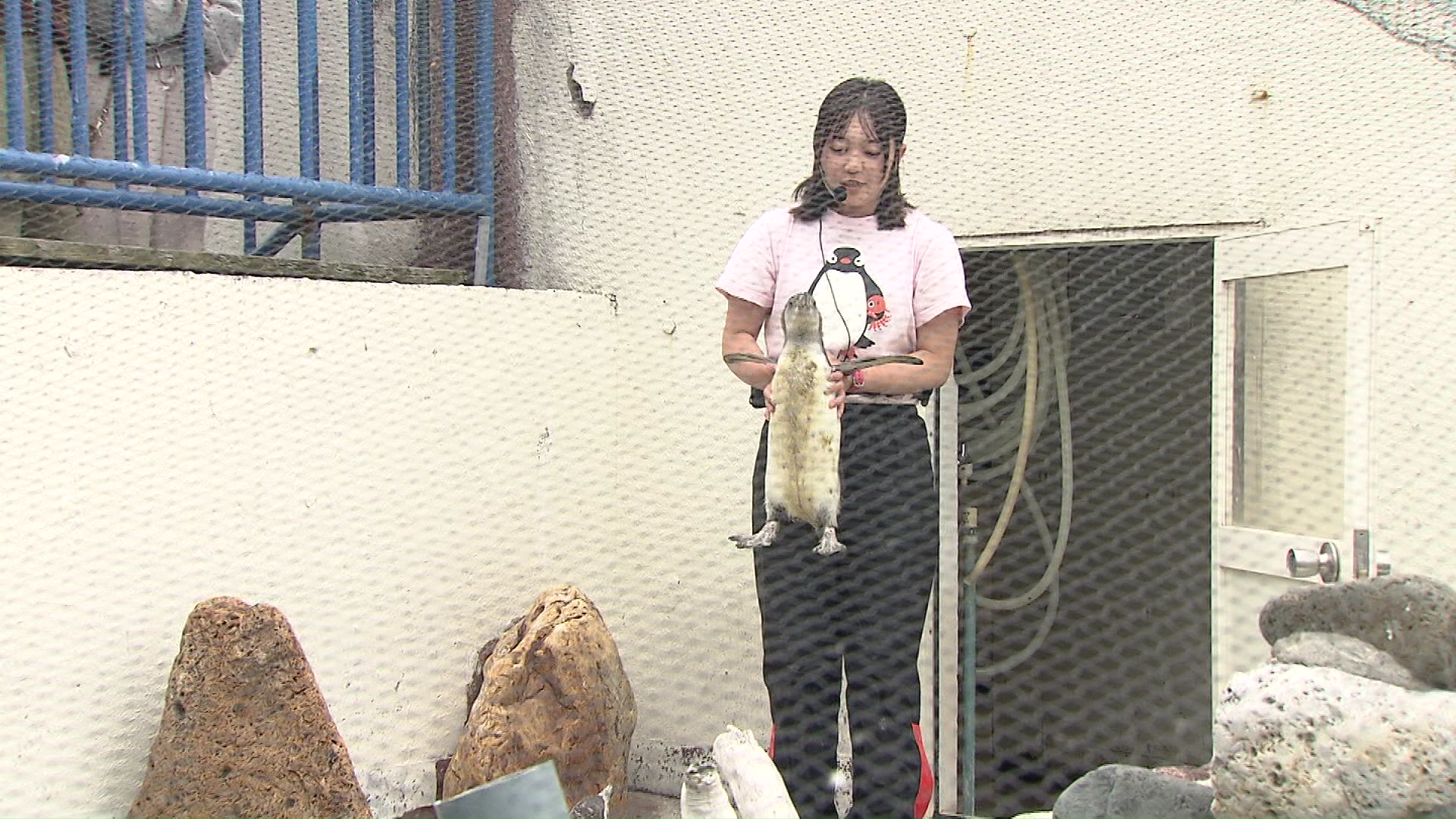 飼育員さんと一緒に登場したペンギンの赤ちゃん