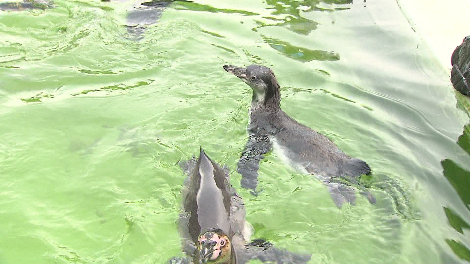 観客に必死の泳ぎを披露