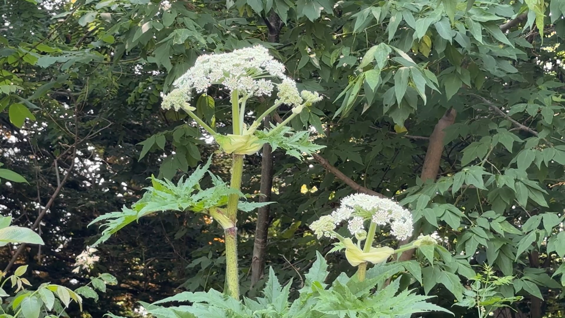 ジャイアント・ホグウィードとみられる植物(撮影:視聴者)