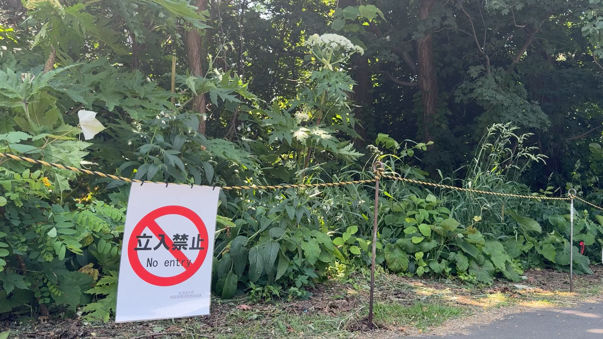 指摘を受け北大は該当箇所を立ち入り禁止にし、植物を刈り取った
