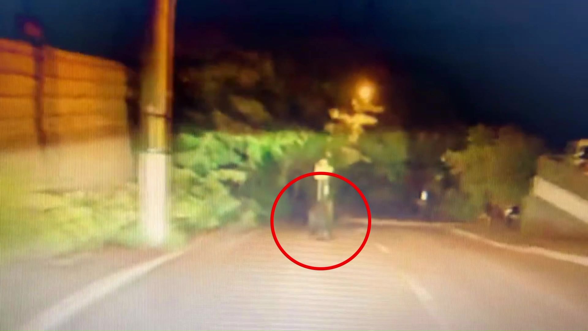 車道の真ん中を走るクマ(提供:視聴者)