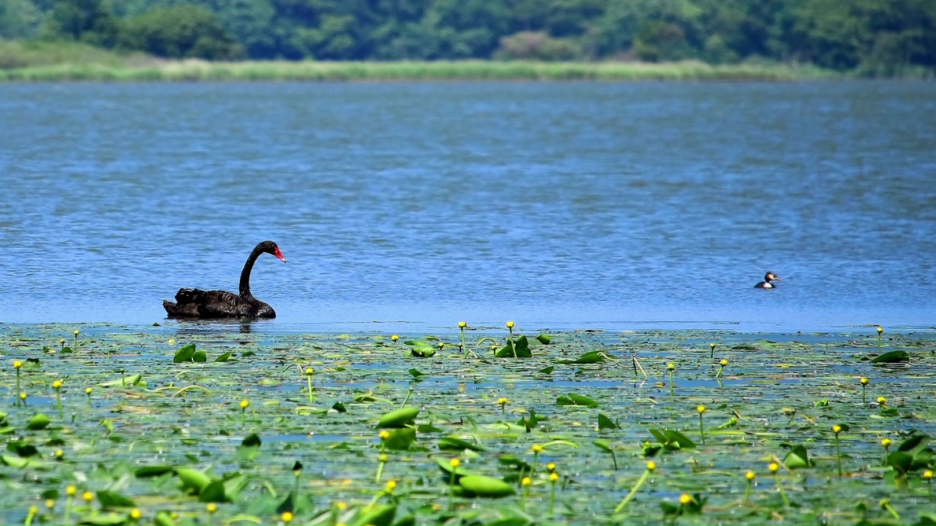 専門家は静かに見守るよう呼びかけ