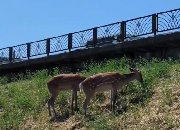 札幌の市街地で草を食べるシカ(撮影視聴者)