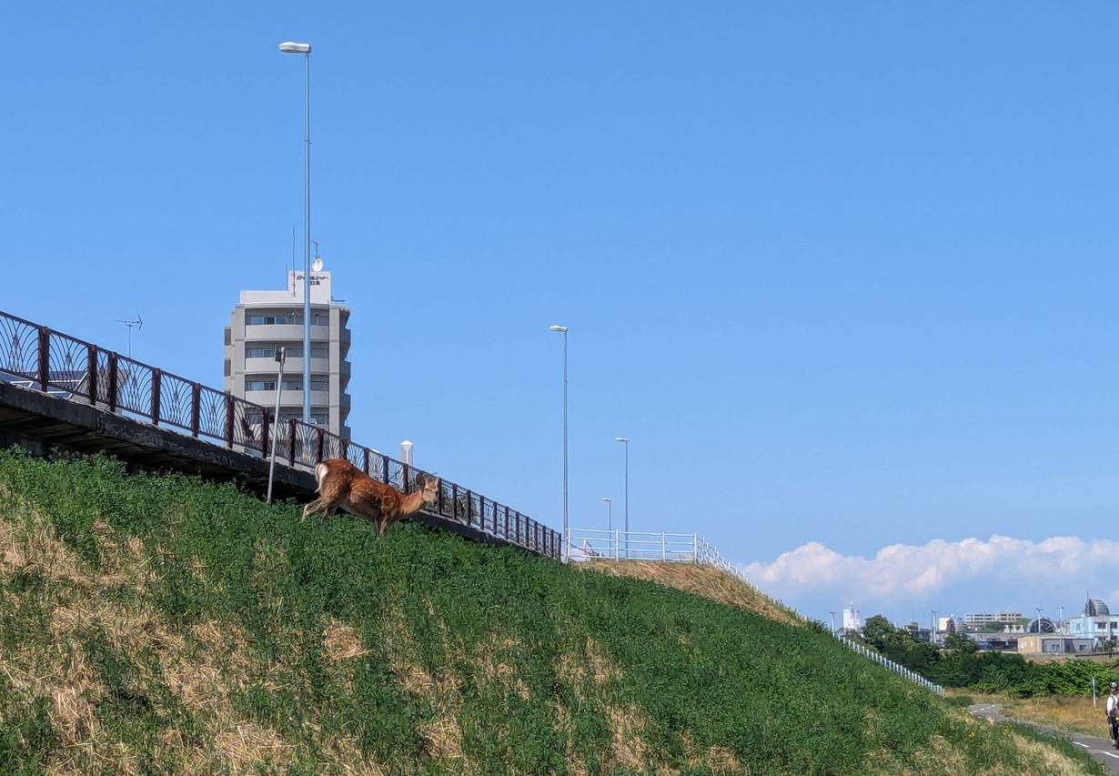シカの周囲にはサイクリングやジョギングする人も(撮影視聴者)