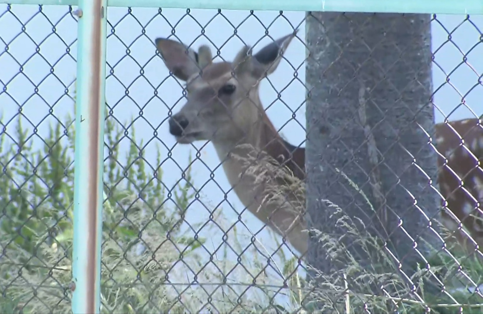 札幌市東区に現れたシカ