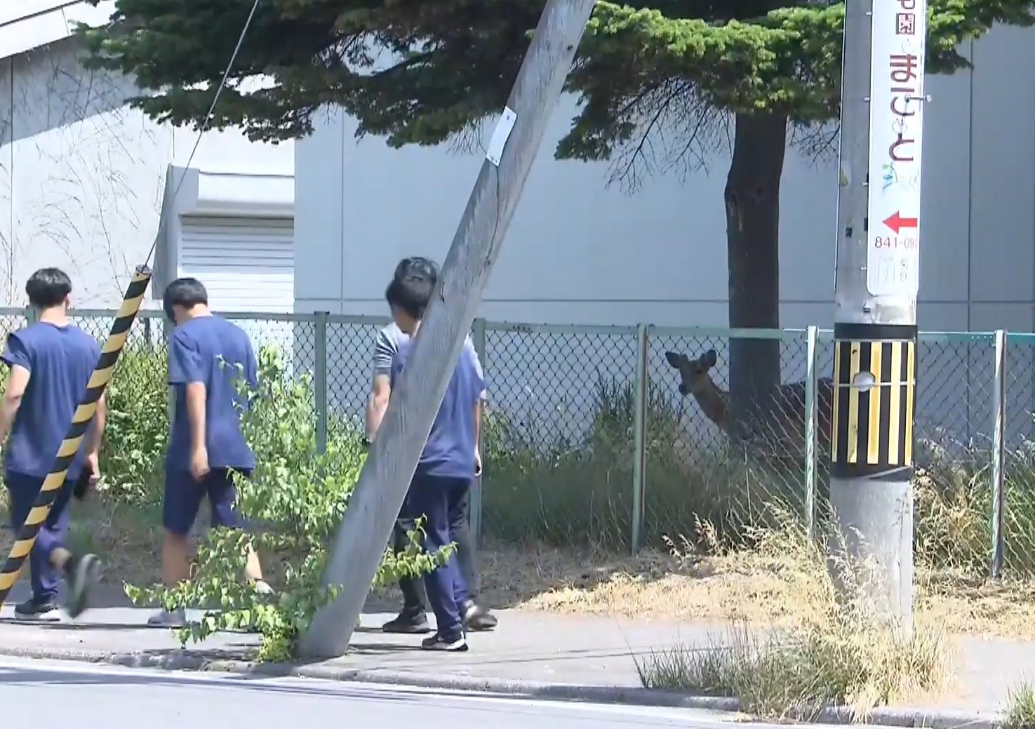 シカは札幌東高校の敷地内に