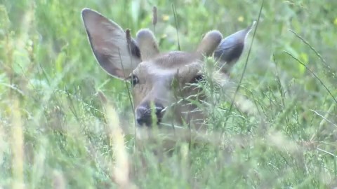 札幌東高校の敷地内に居座るシカ