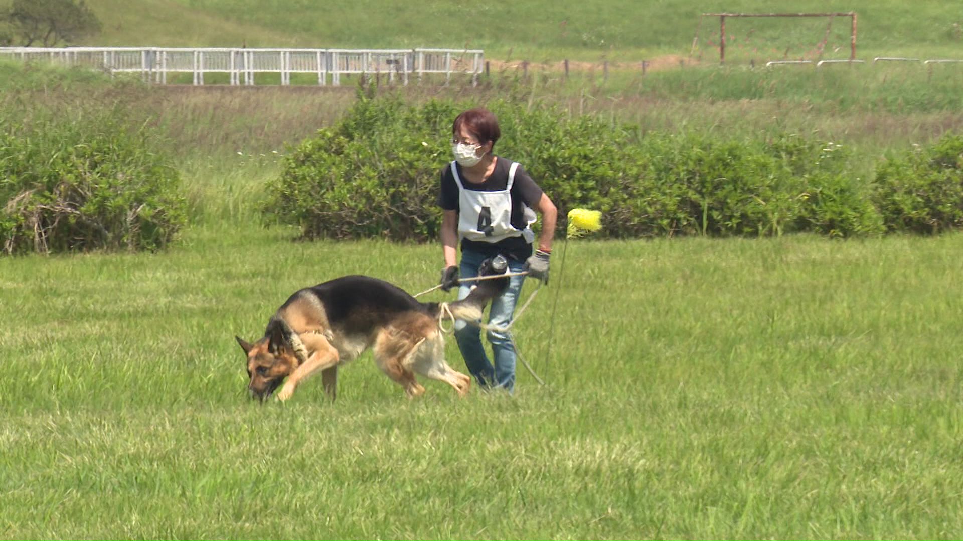審査会に参加した犬たちは日頃の成果を発揮