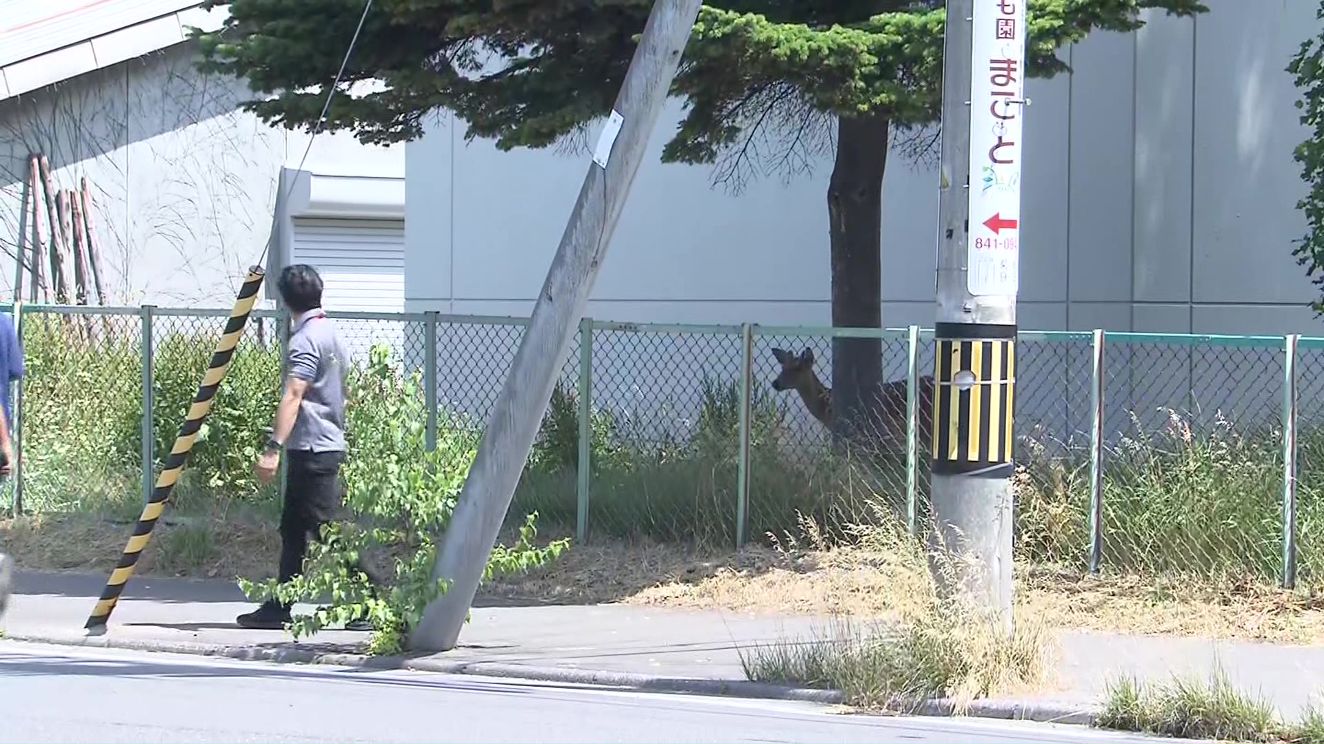 札幌東高校の駐車場に子ジカ