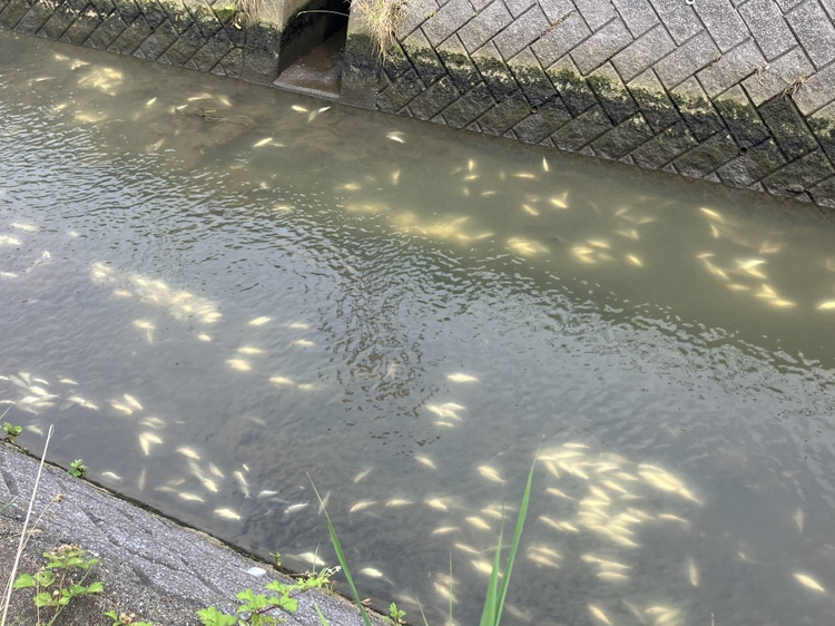 魚の死がいが大量に見つかった函館市の小田島川