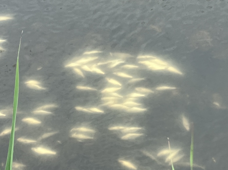 おびただしい数の死がいが浮かぶ