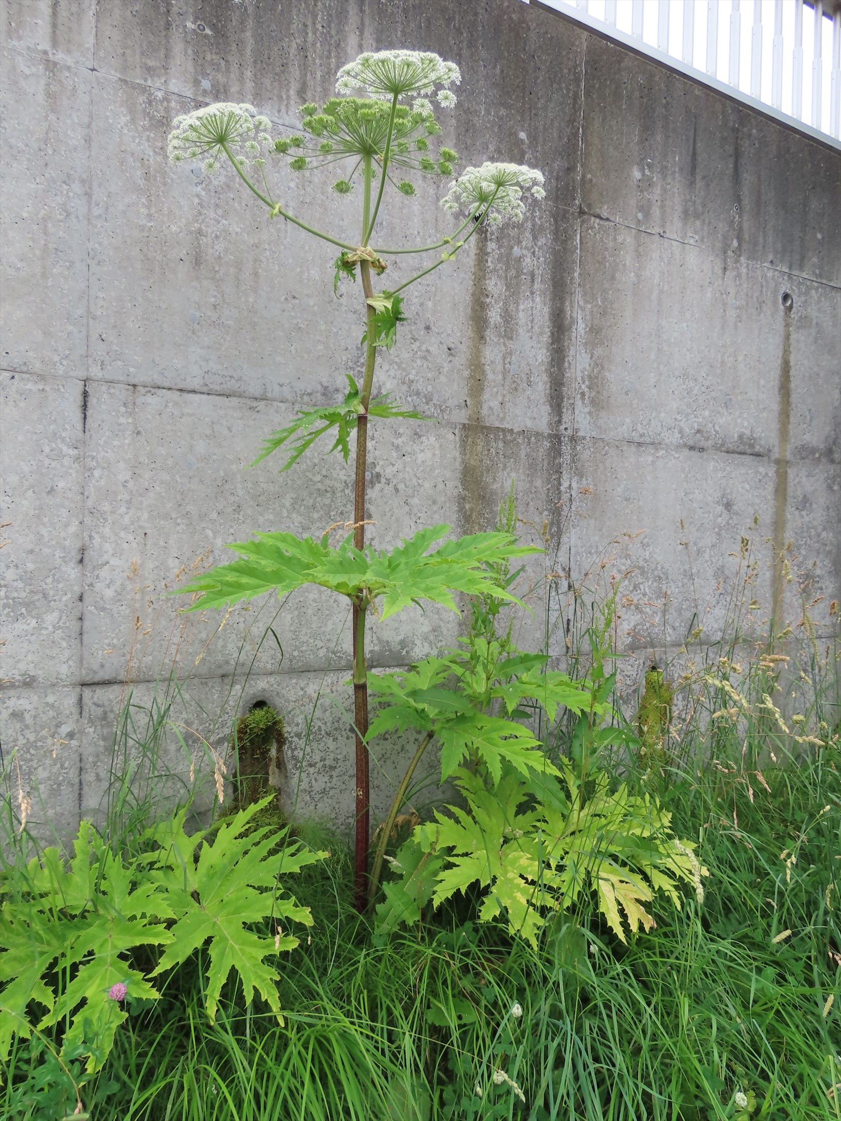 バイカルハナウドの可能性がある植物は大小で40株ほど見つかった（提供：札幌市）