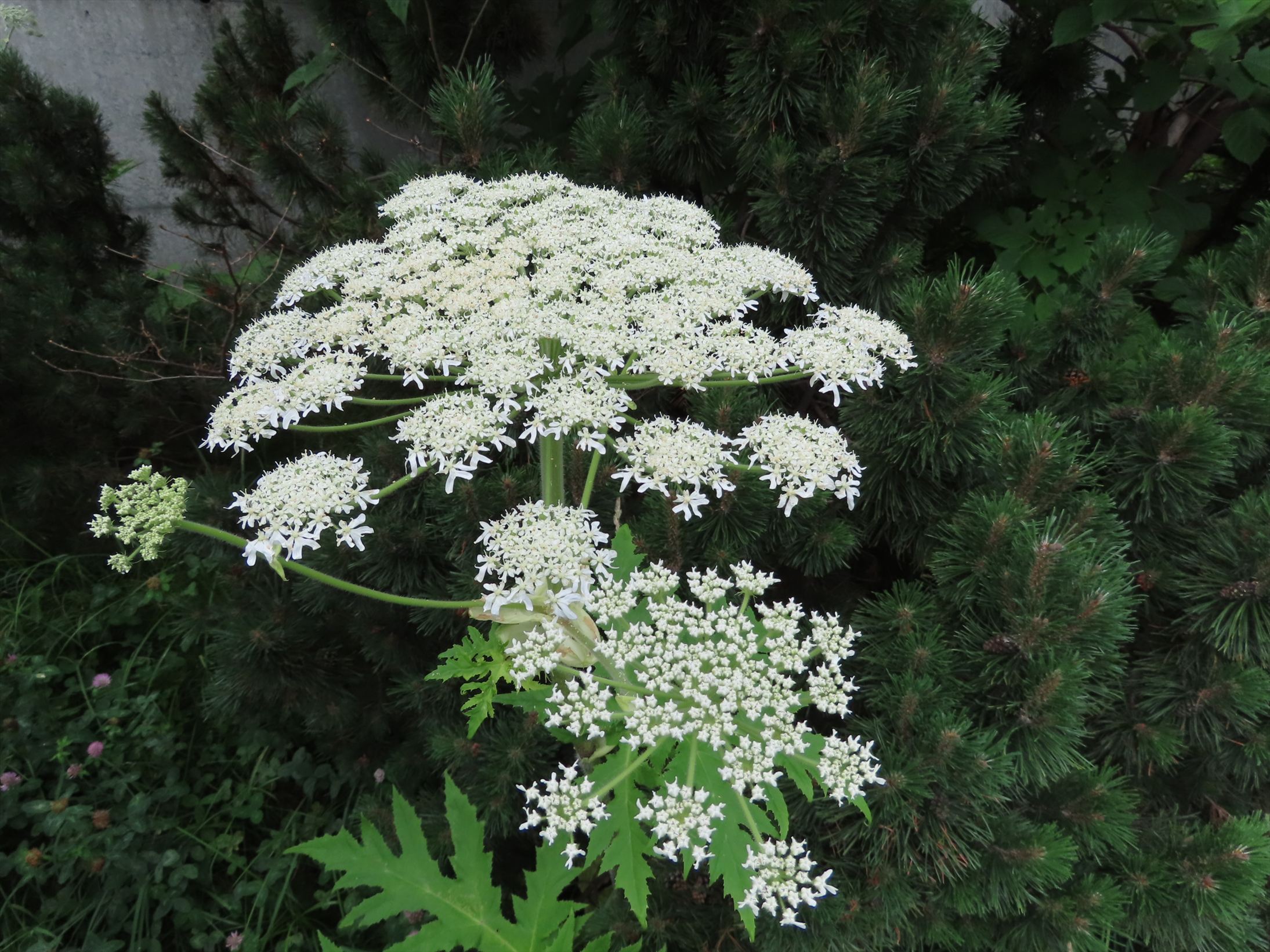 複数の花が傘のように集まっている（提供：札幌市）