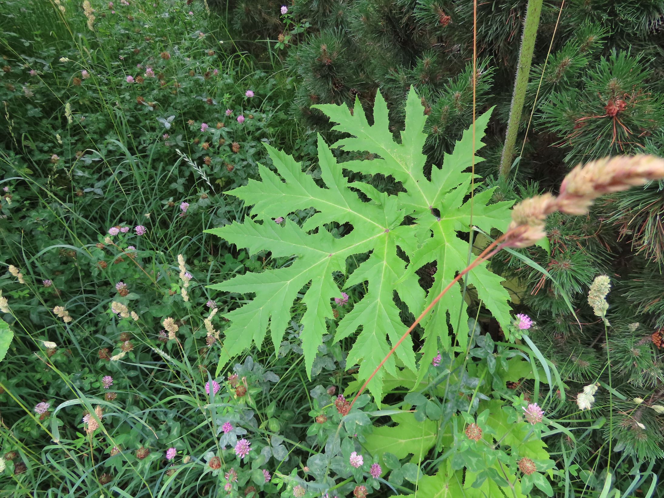 ギザギザとした深い切れ込みのある葉(提供:札幌市)