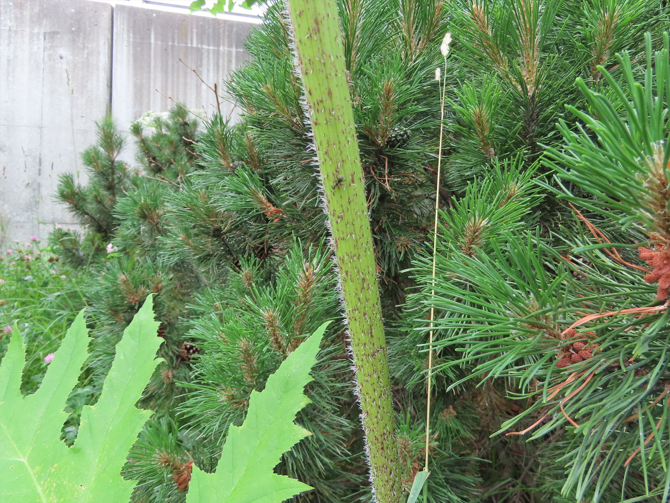 茎の上部は緑色で細かく毛が生えている(提供:札幌市)