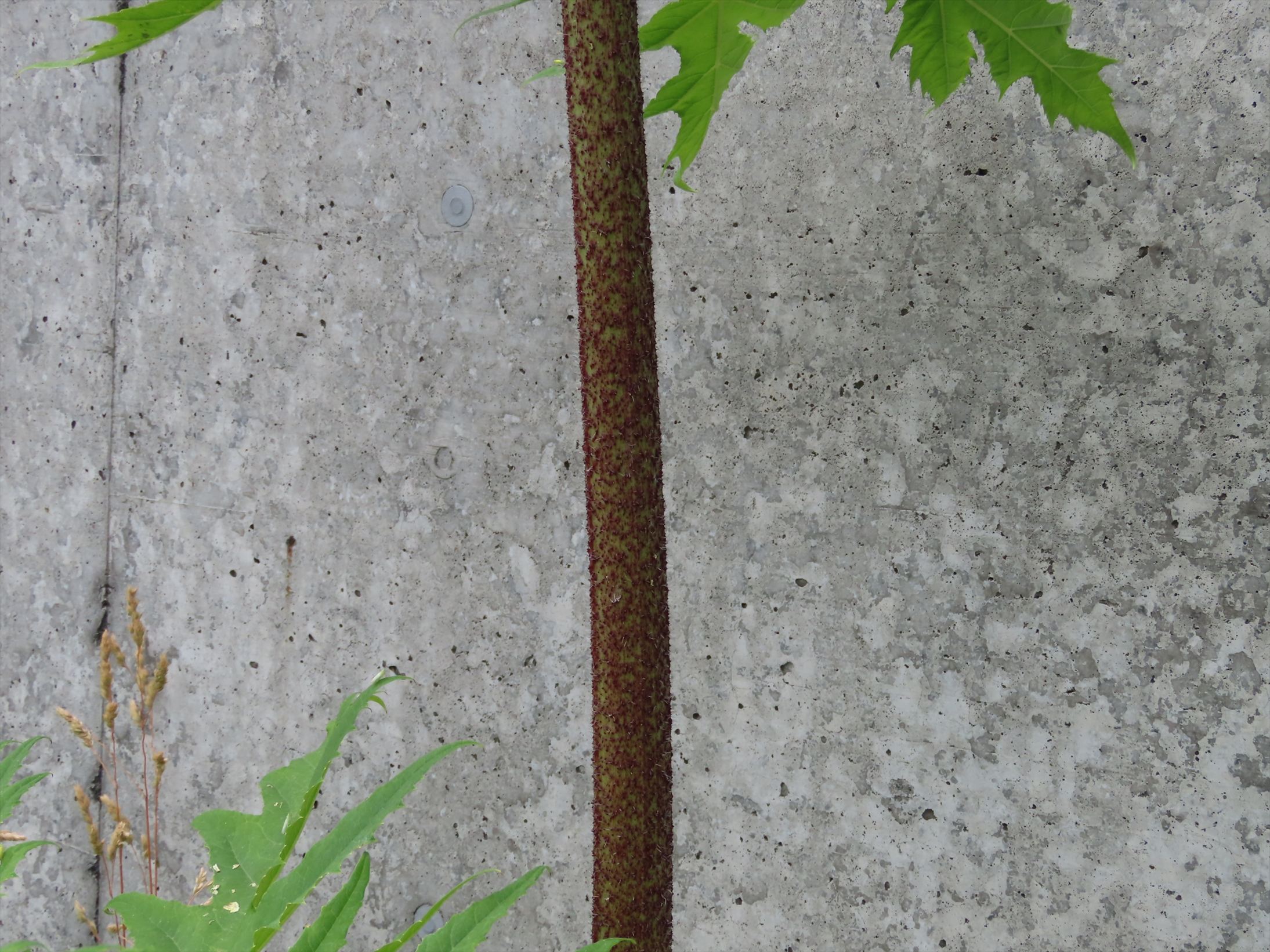 茎の下部は赤紫色（提供：札幌市）