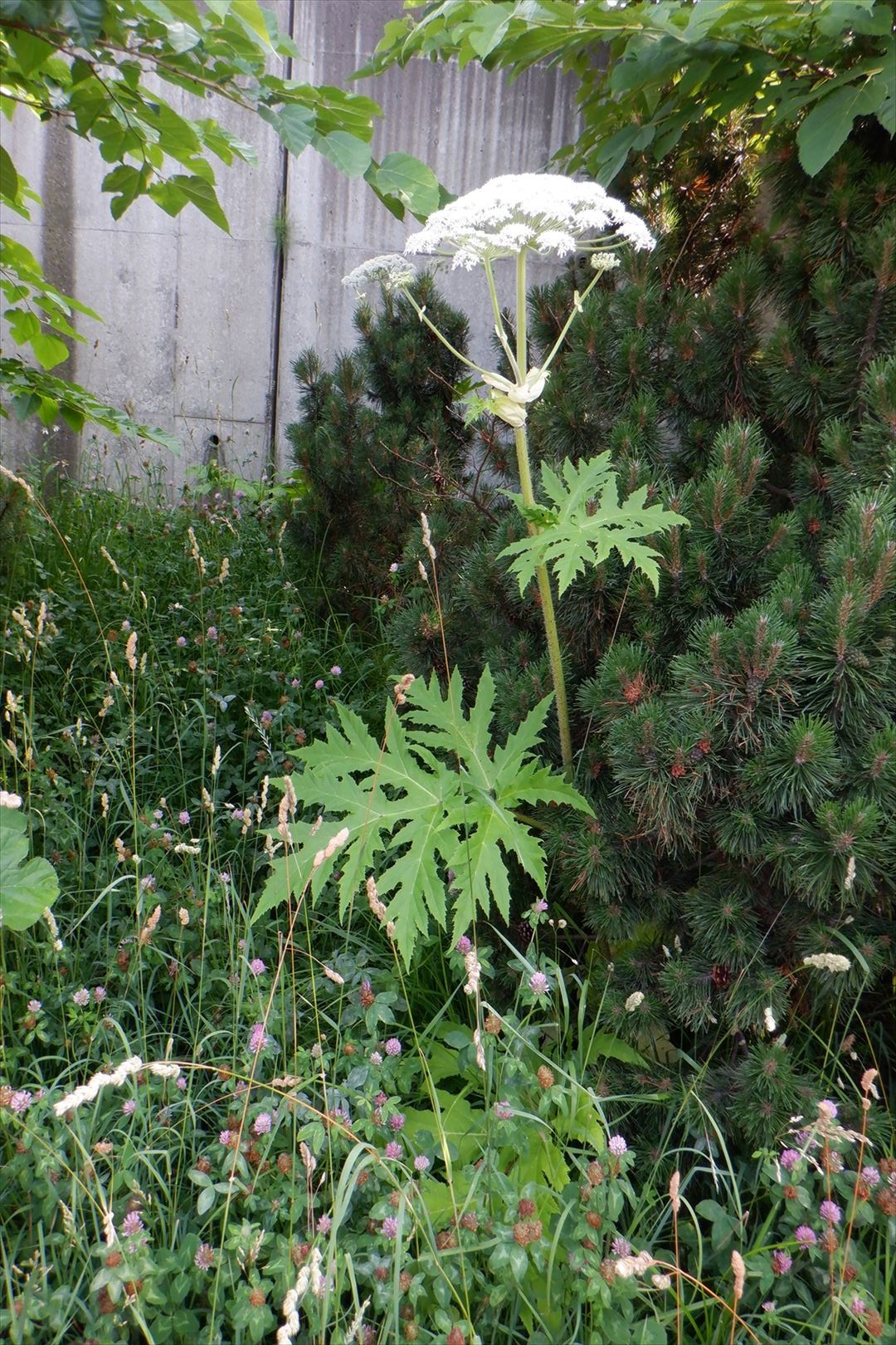 北大で見つかった猛毒植物か―サイクリングロードでも約40株発見…札幌市