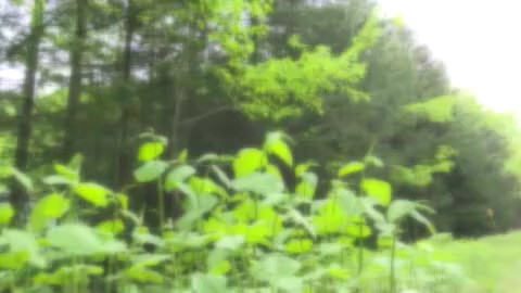 山林に入る場合は、ダニ対策を!