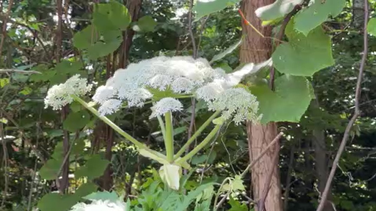 北大構内のバイカルハナウドと見られる植物(撮影:視聴者)