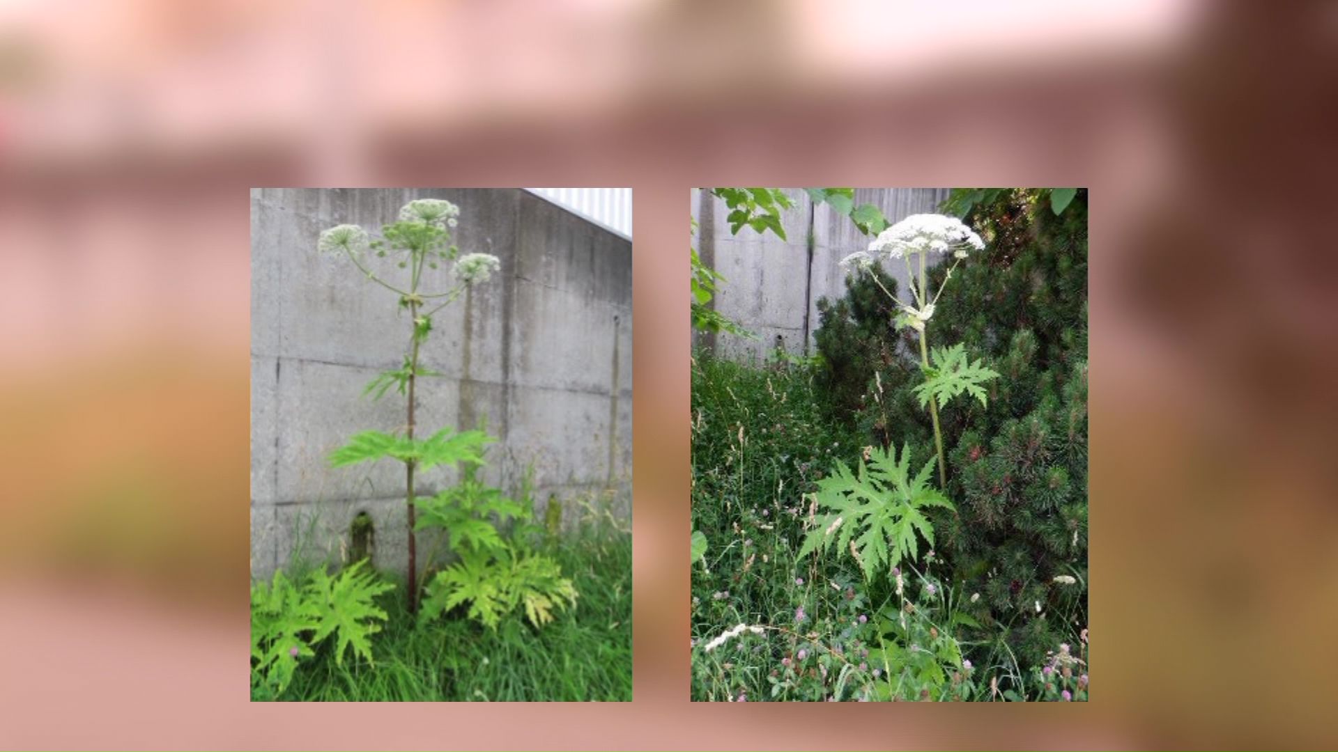 今回見つかったバイカルハナウドとみられる植物（提供：札幌市）